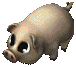 BabyPig