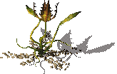 CannibalPlant