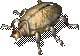Keratoid