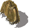ForestYeti