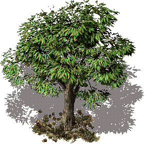 ChestnutTree