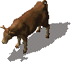 Bull