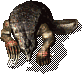 ArmadilloElder