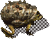 SandSnail