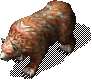 Bear0019