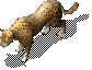 Leopard0019