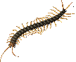 Centipede